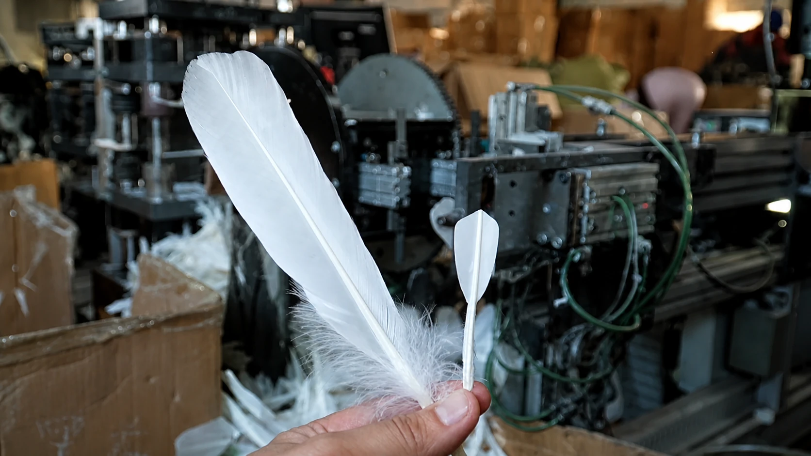 Matched badminton feathers held in front of a shuttlecock production machine
